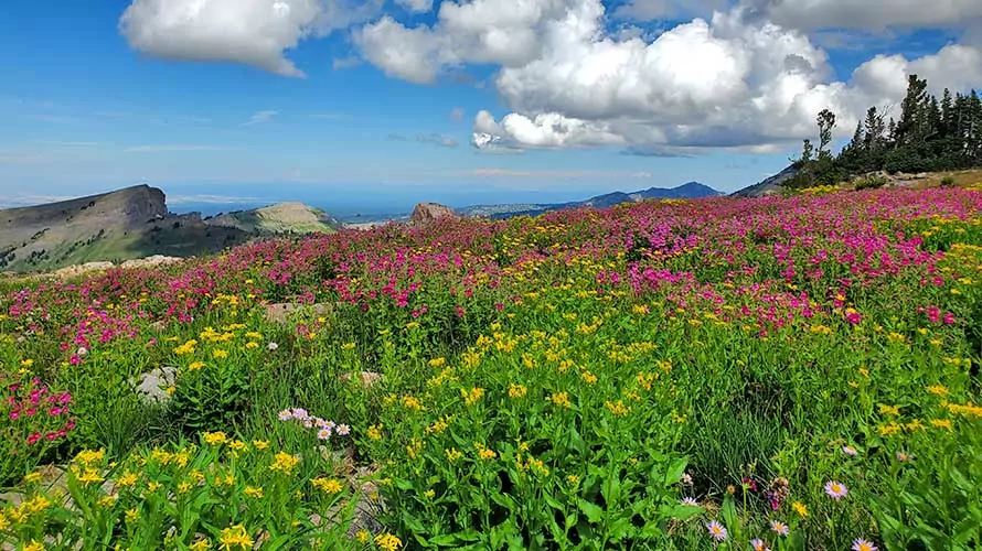 Wildflowers in the Jedediah Smith Wilderness, Wyoming