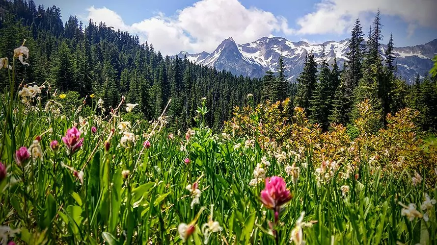 Hoh river trail online to elk lake