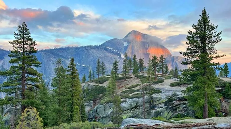 Whitetail Deer in Yosemite with Half Dome in the background