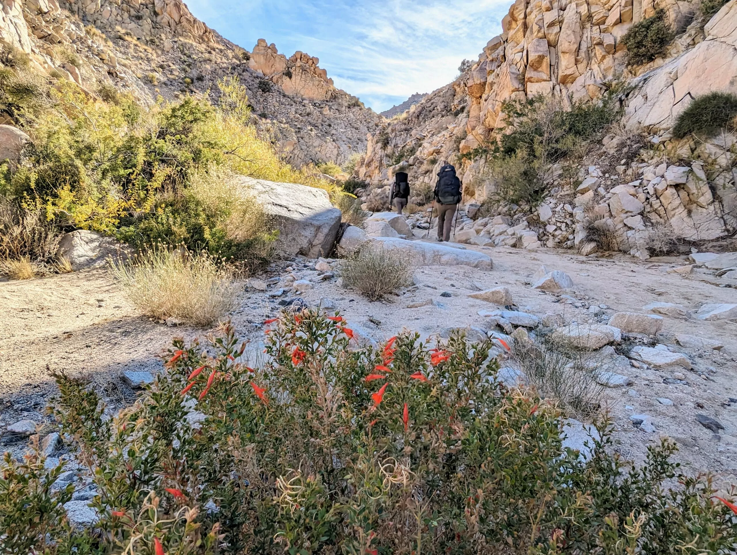 Joshua tree guided hikes top