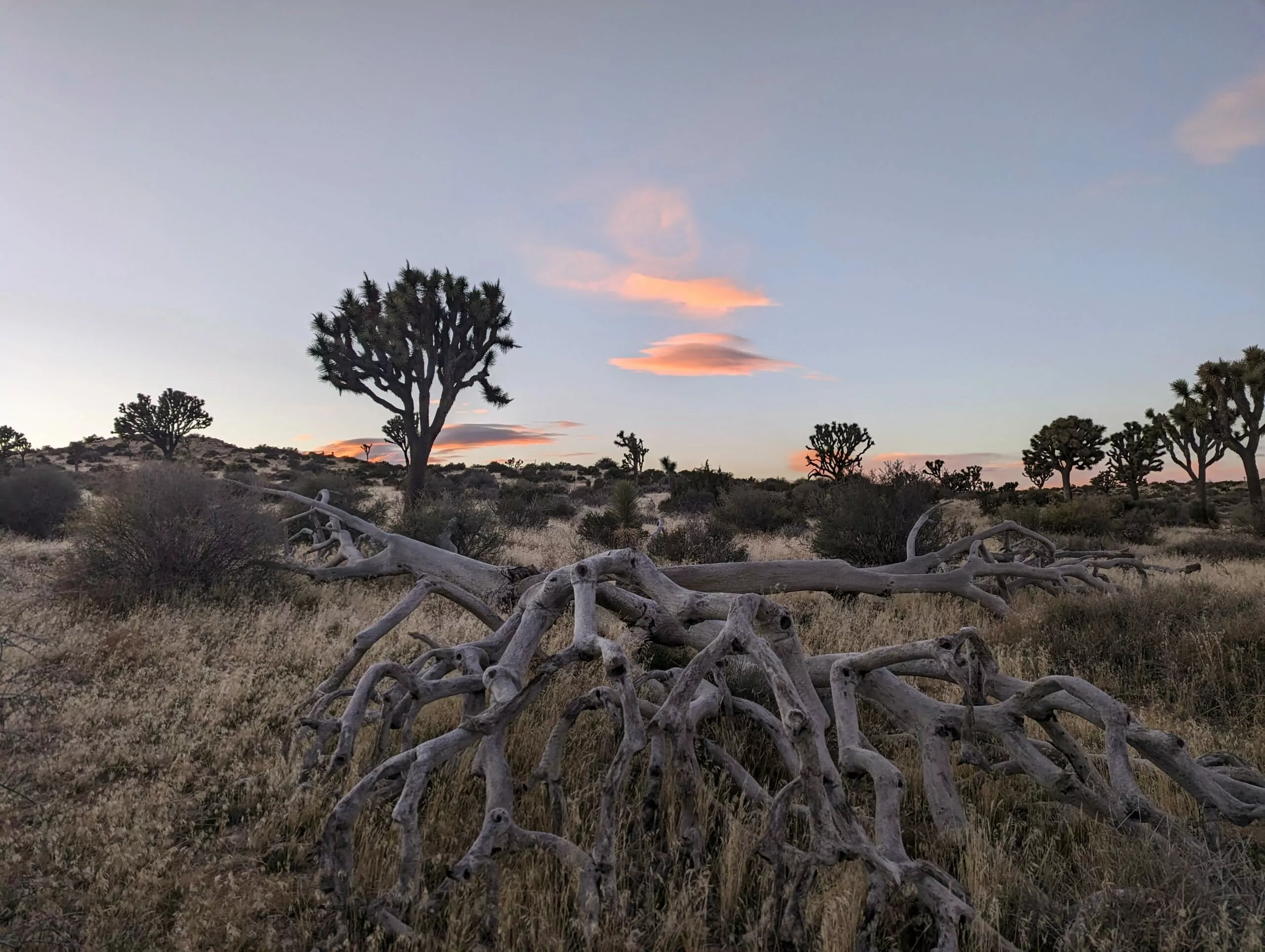 Sunset in Joshua Tree National Park