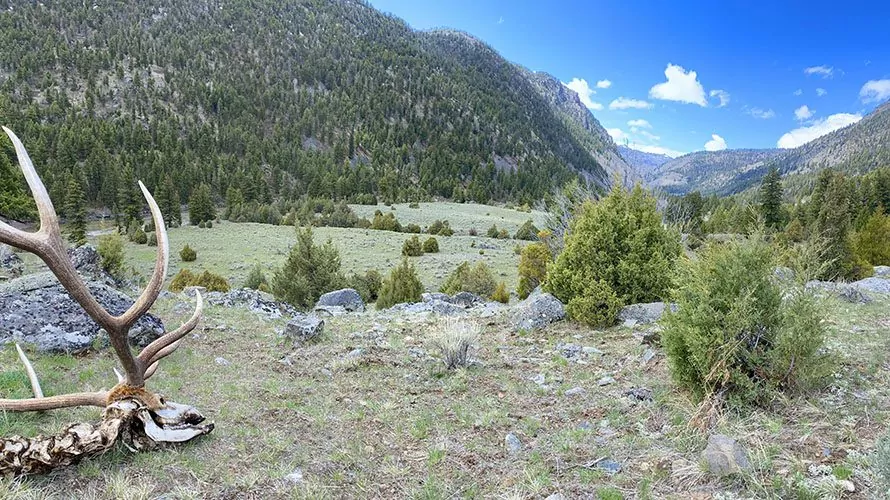 A bull elk skull and spine in Yellowstone National Park
