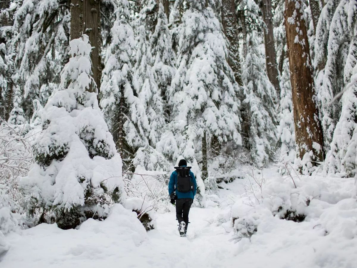 Hiker walking through a winter landscape with snow on the tree branches.