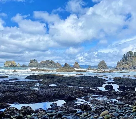 North Coast in Olympic National Park