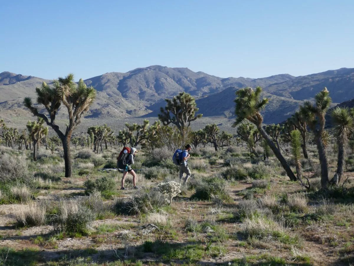 Backpackers walk single file among Joshua Trees in scrubby desert