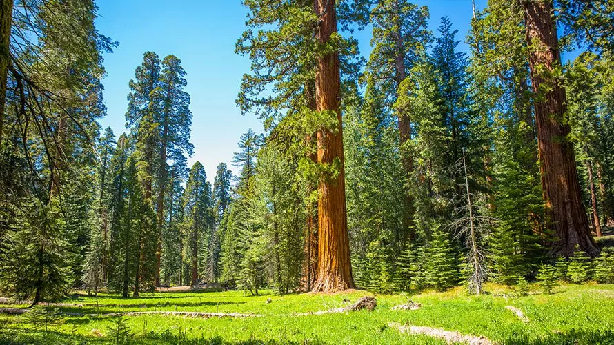 Mariposa Grove of Sequoias, Yosemite National Park