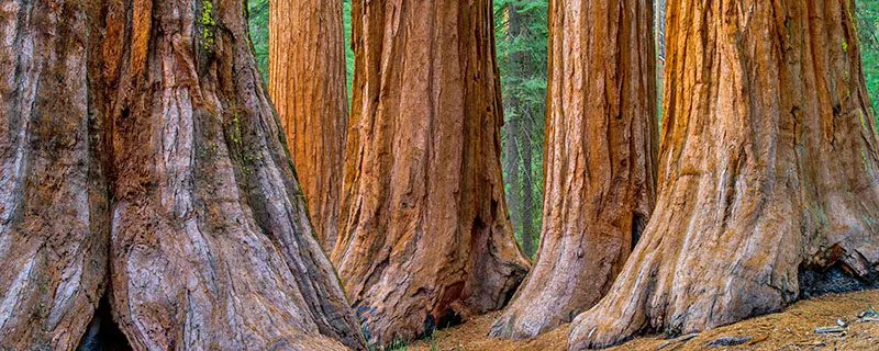 Bachelor and Three Graces group in the Mariposa Grove, Yosemite National Park, California