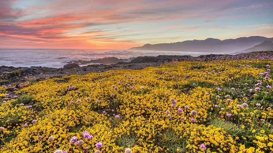 Wildflowers on the Lost Coast, Kings Range National Recreation Area