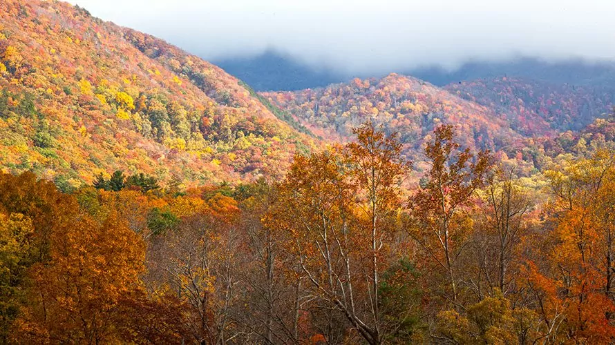 Fall foliage in the Smokies