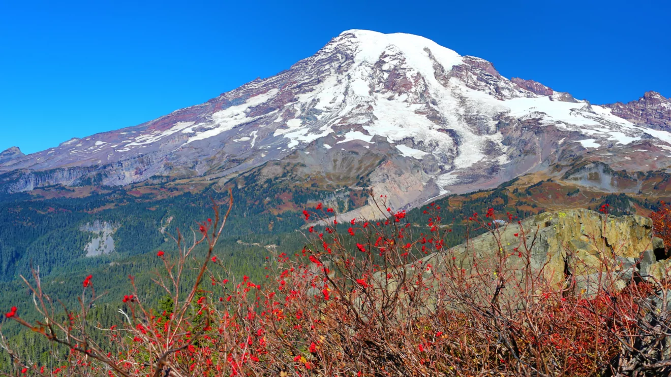 Clear view of Mount Rainier with red fall foliage in the foreground