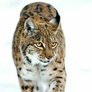 Predator wildlife snow cat yosemite national park