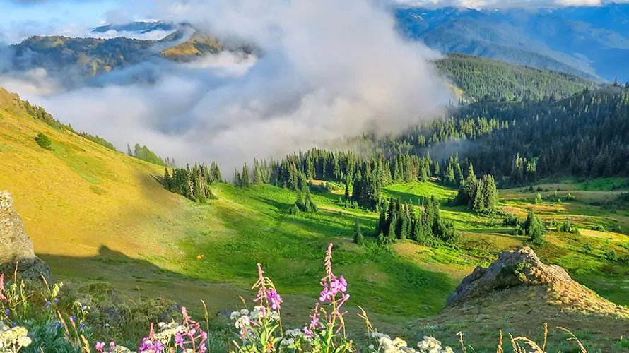 Best hikes olympic peninsula shop