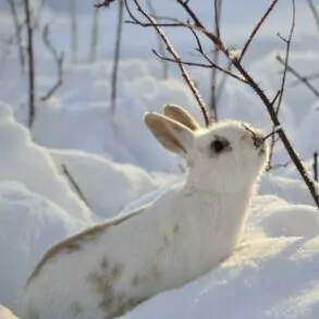 white rabbit-snow-hare-yosemite-winter