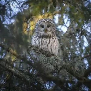 owl great gray yosemite april bird prey tree high