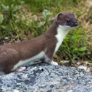 mountain weasel Yosemite in September travel hiking backpacking