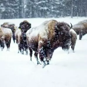 bison winter Yellowstone in January snow herd wildlife
