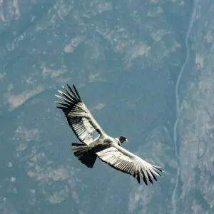 California Condor Grand Canyon best time to go