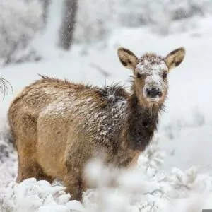 Elk wildlife grand canyon in winter February ungulate deer snow trees forest
