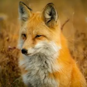 red fox Yellowstone in October canine animal hunter dog ears fur red wildlife