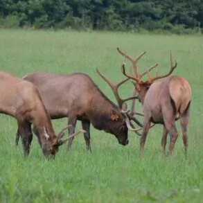 elk rutting season Yellowstone in September antlers fight bull male
