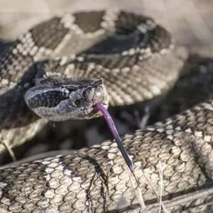 rattlesnake Grand Canyon in May danger wildlife predator bit venom beauty