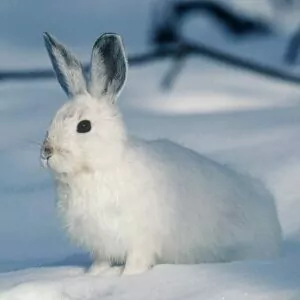 yellowstone in December snowshoe hare white rabbit 