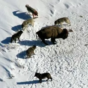 wolves hunting bison snow blood pack Yellowstone in January