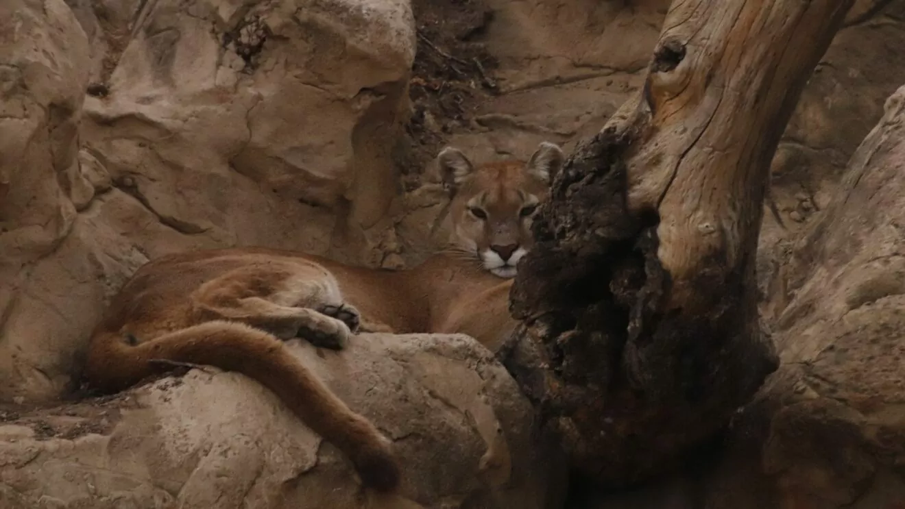 a well hidden mountain lion
