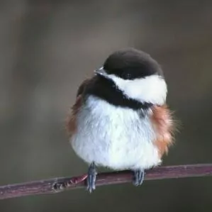 Zion in March mountain chickadee bird perch