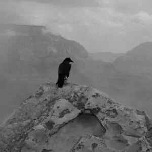 raven grand canyon bird cliff mountain black and white wildlife