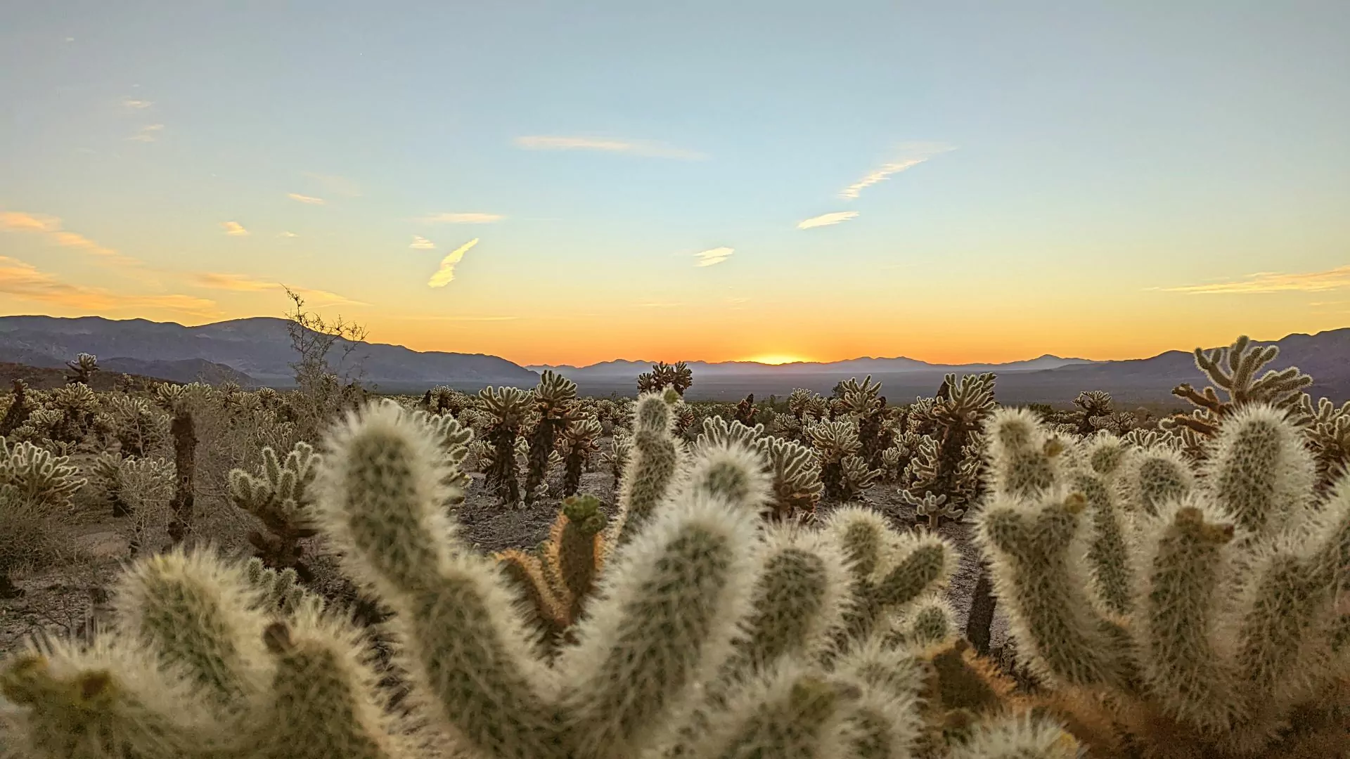 Sunrise at cholla cactus garden, Joshua Tree National Park