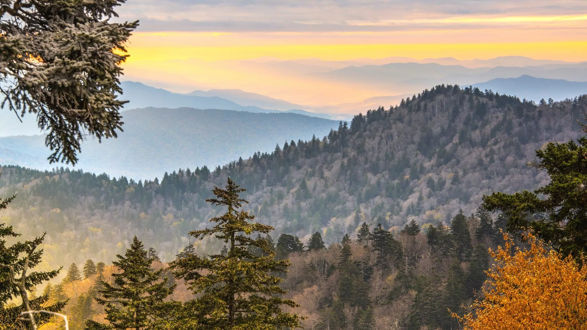 Fall colors are starting to pop off on tree to right foreground of photo with pine trees and misty sunrise mountainscape behind