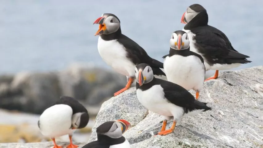 acadia national park birding and puffin tours