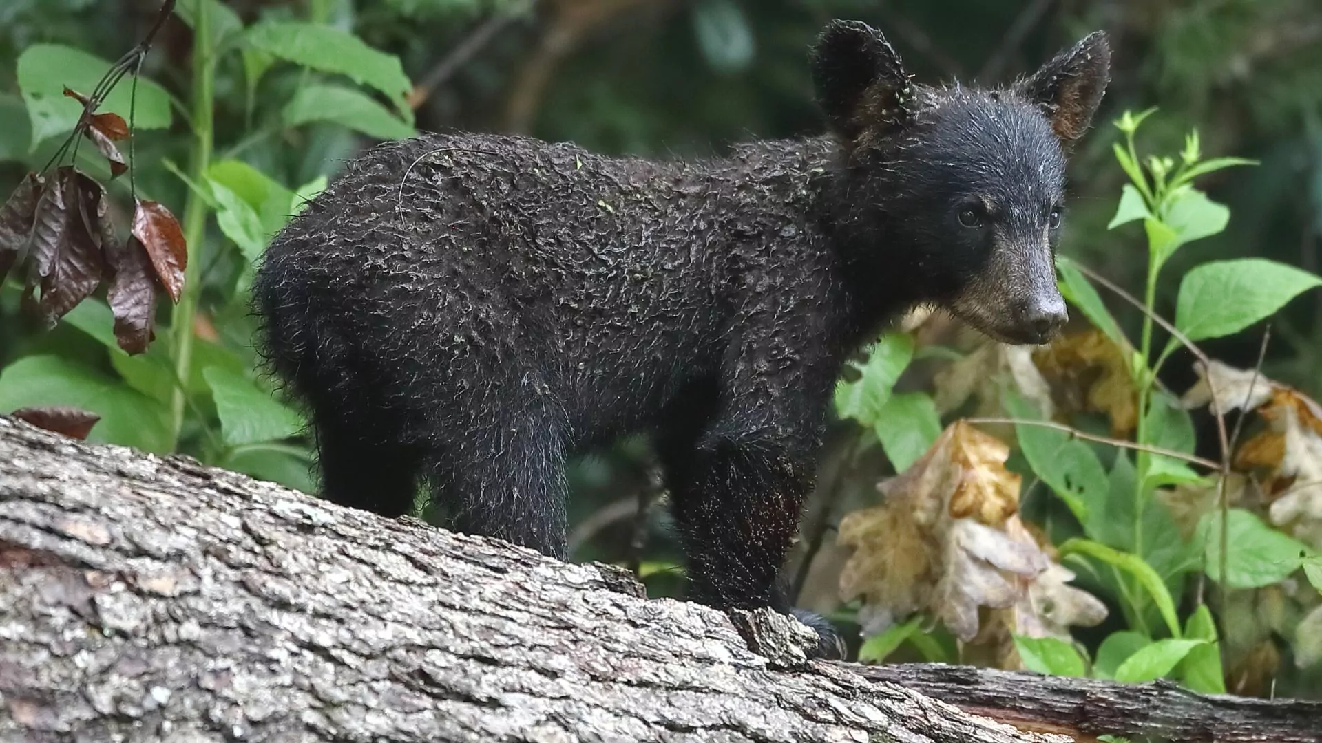 A black bear but climbs on a fallen log among the green forest growth