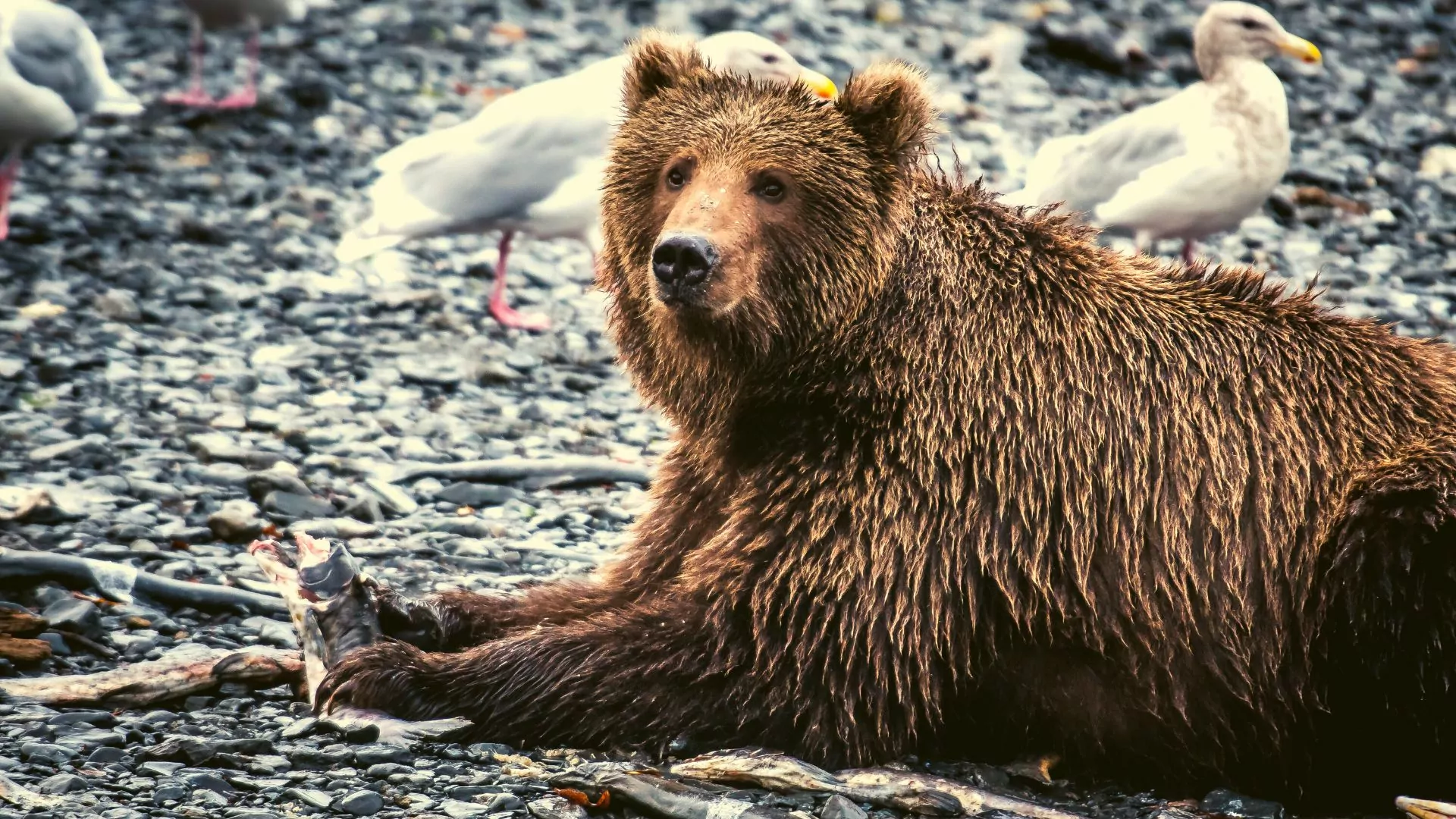 Brown Kodiak Grizzly Bear on Alaksa's Kodiak Island