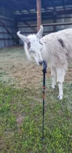 LEKI Makalu FX Carbon with Llama