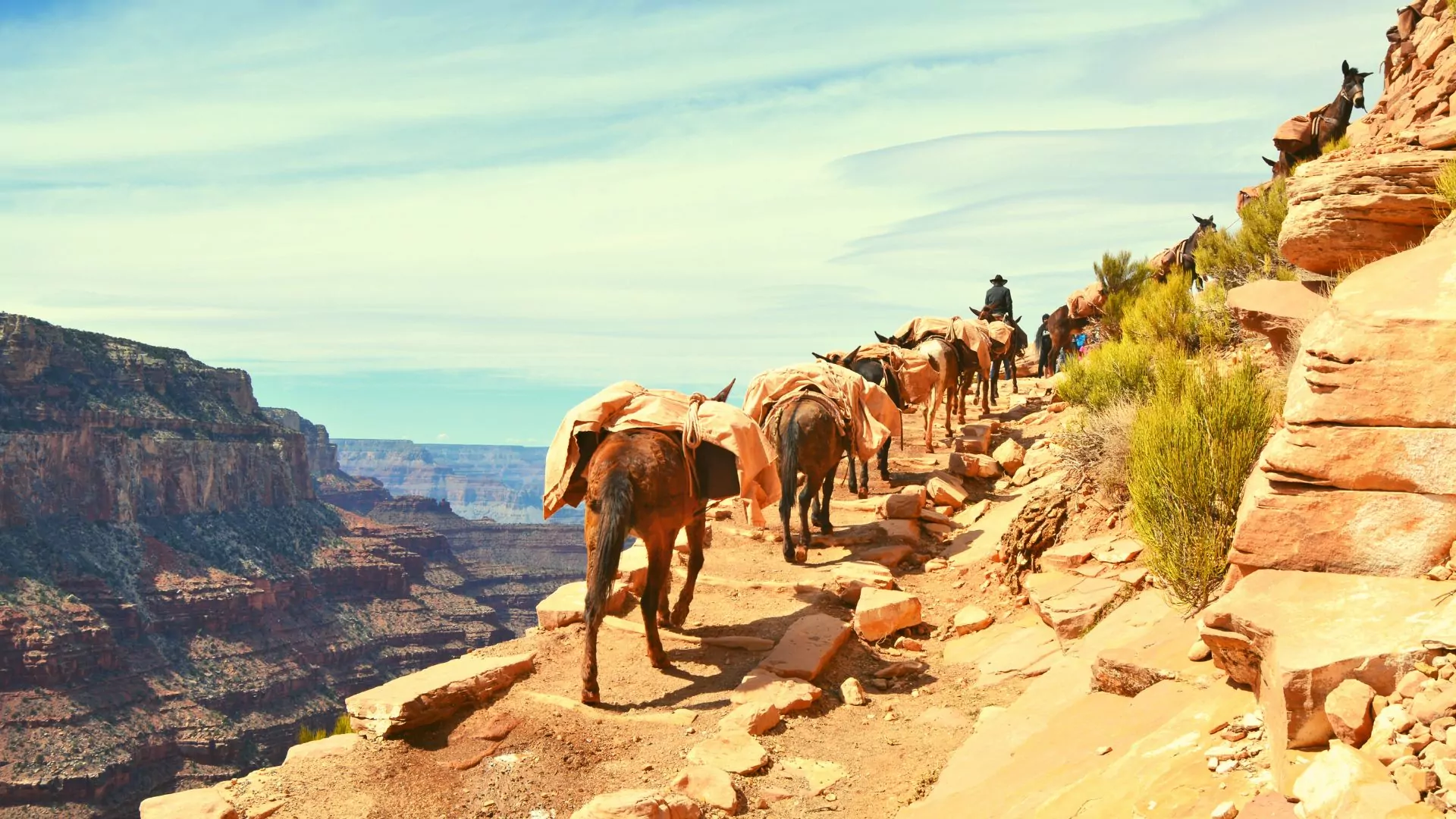 Mule assisted trip Grand Canyon National Park