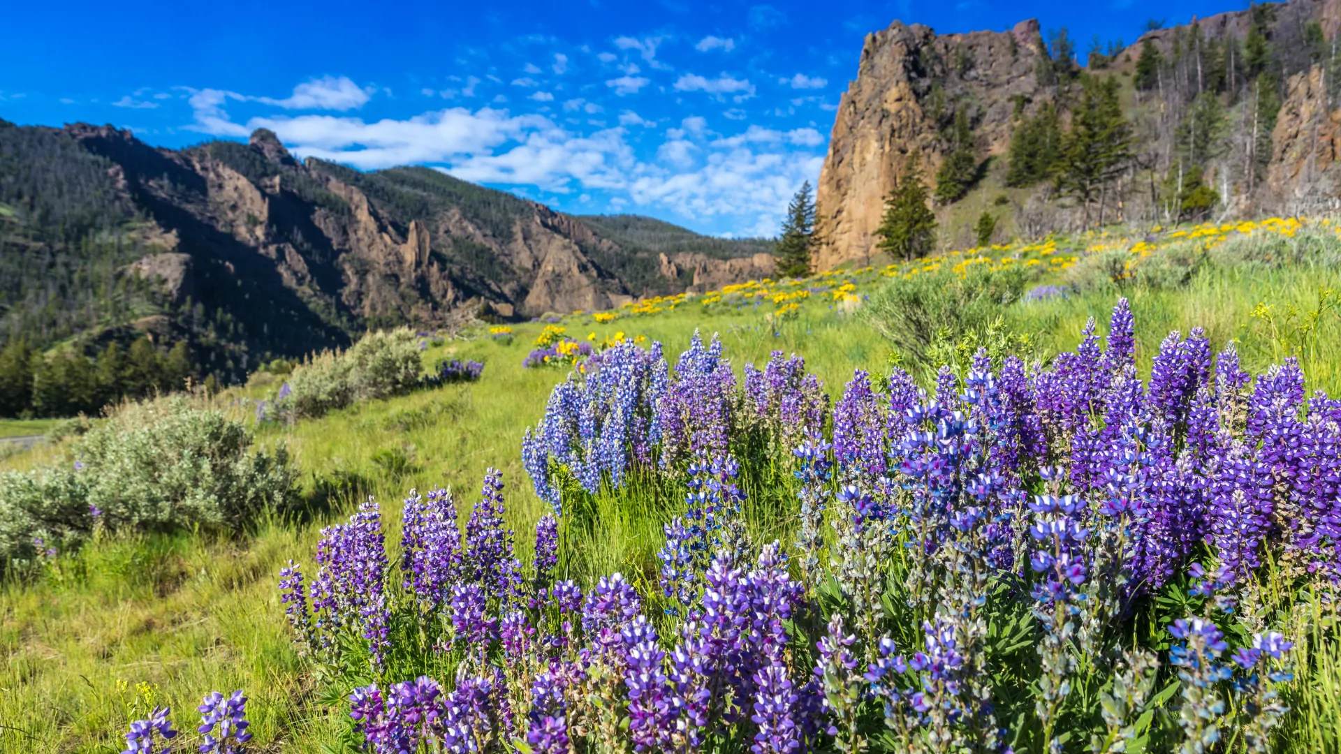 Spring wildflowers in Yellowstone meadow