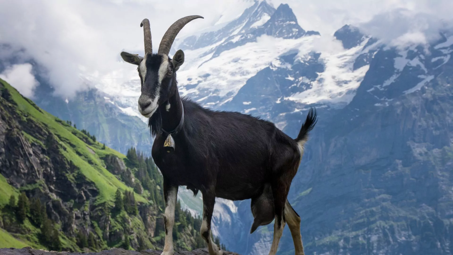 Goat packing