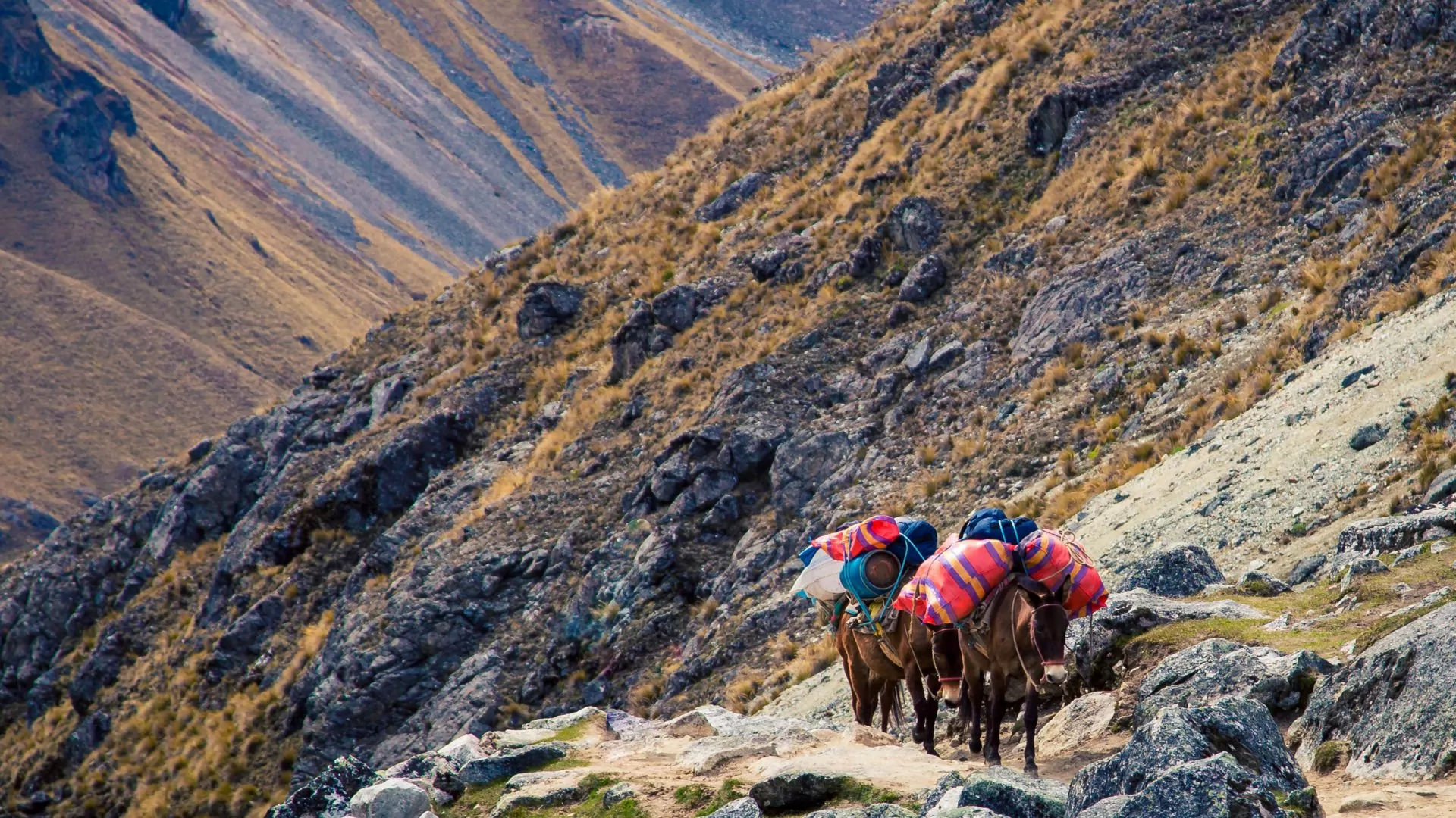 Horse packing