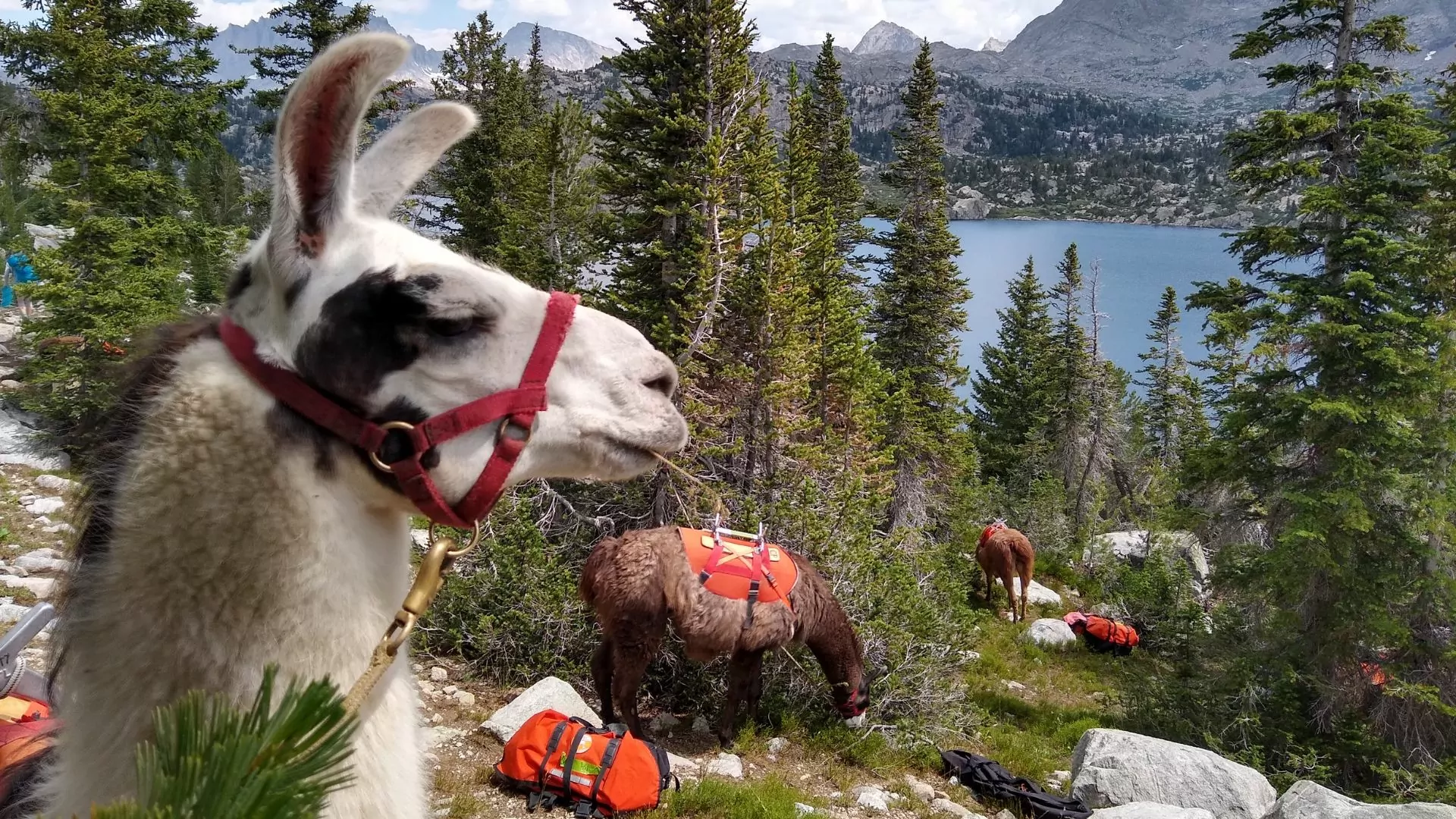 llama trekking