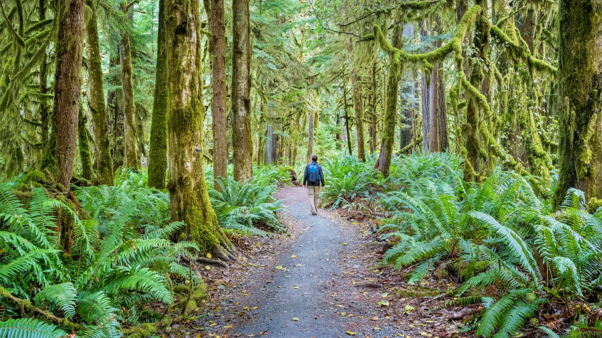 A person takes a hike through the rainforest of the Pacific Northwest