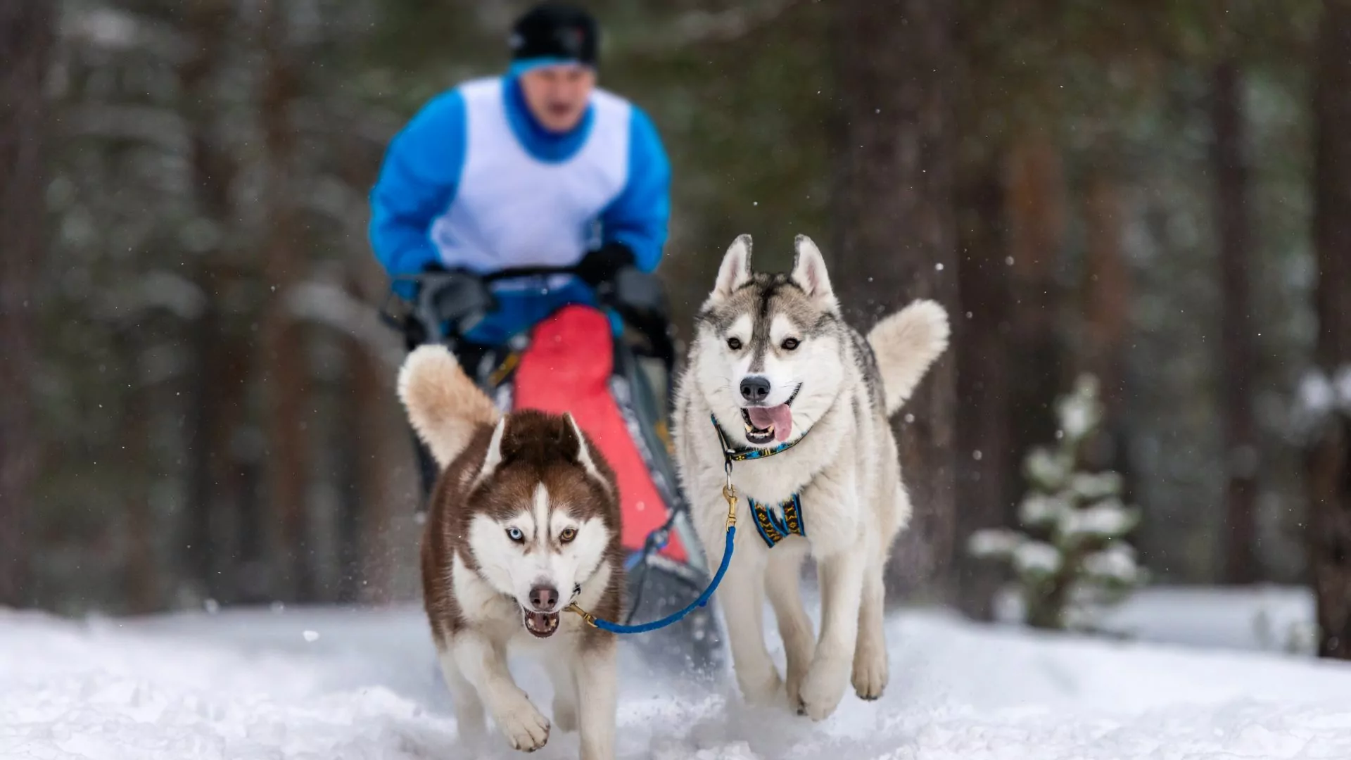 Sled dog