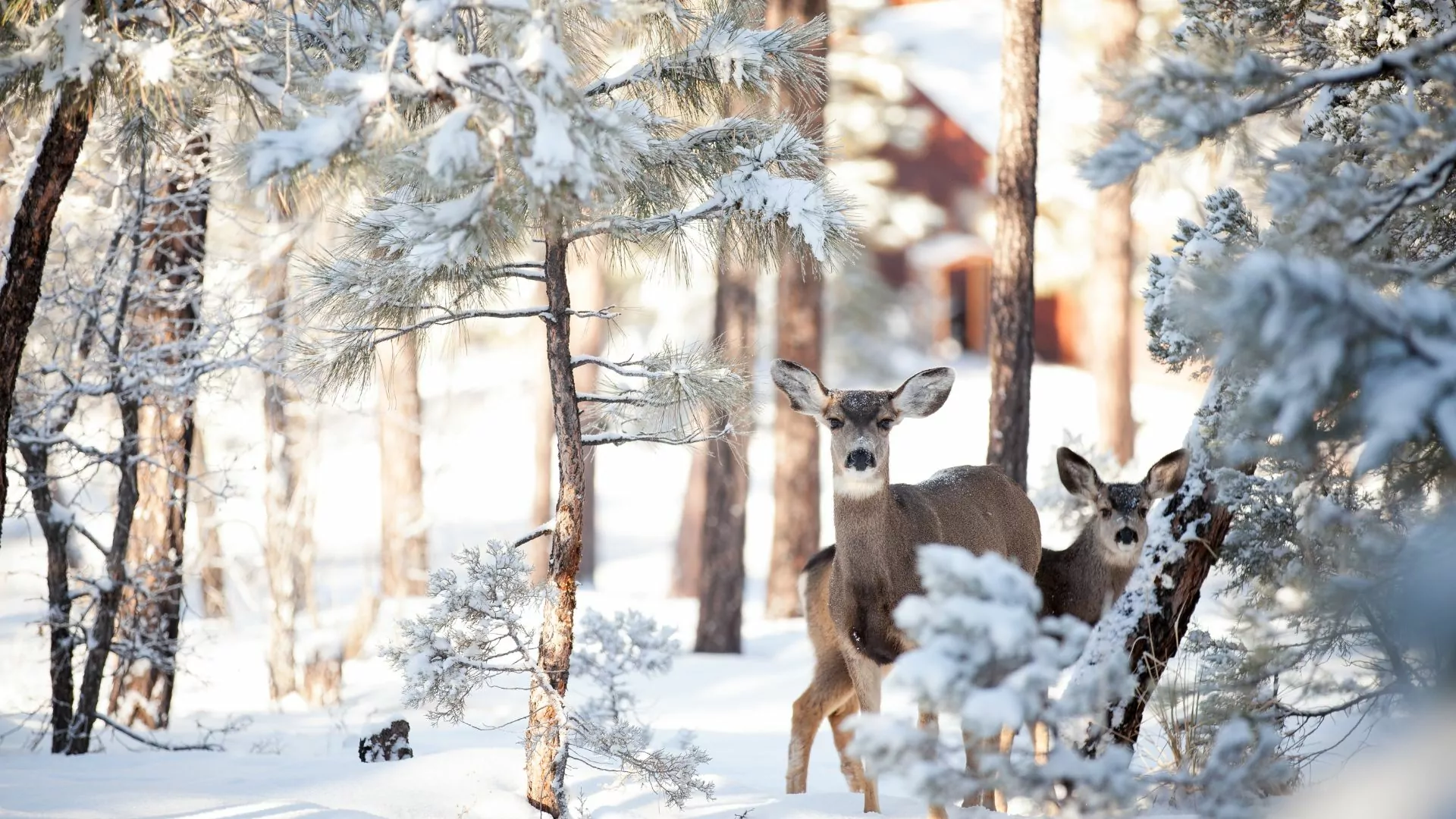 Winter deer in the woods