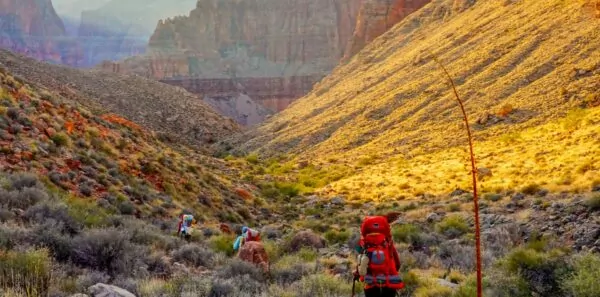Three backpackers explore the sunbathed floor of the Grand Canyon