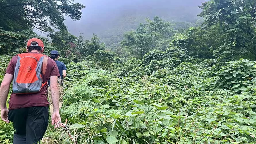 Two hikers ascending a forested slope in Japan