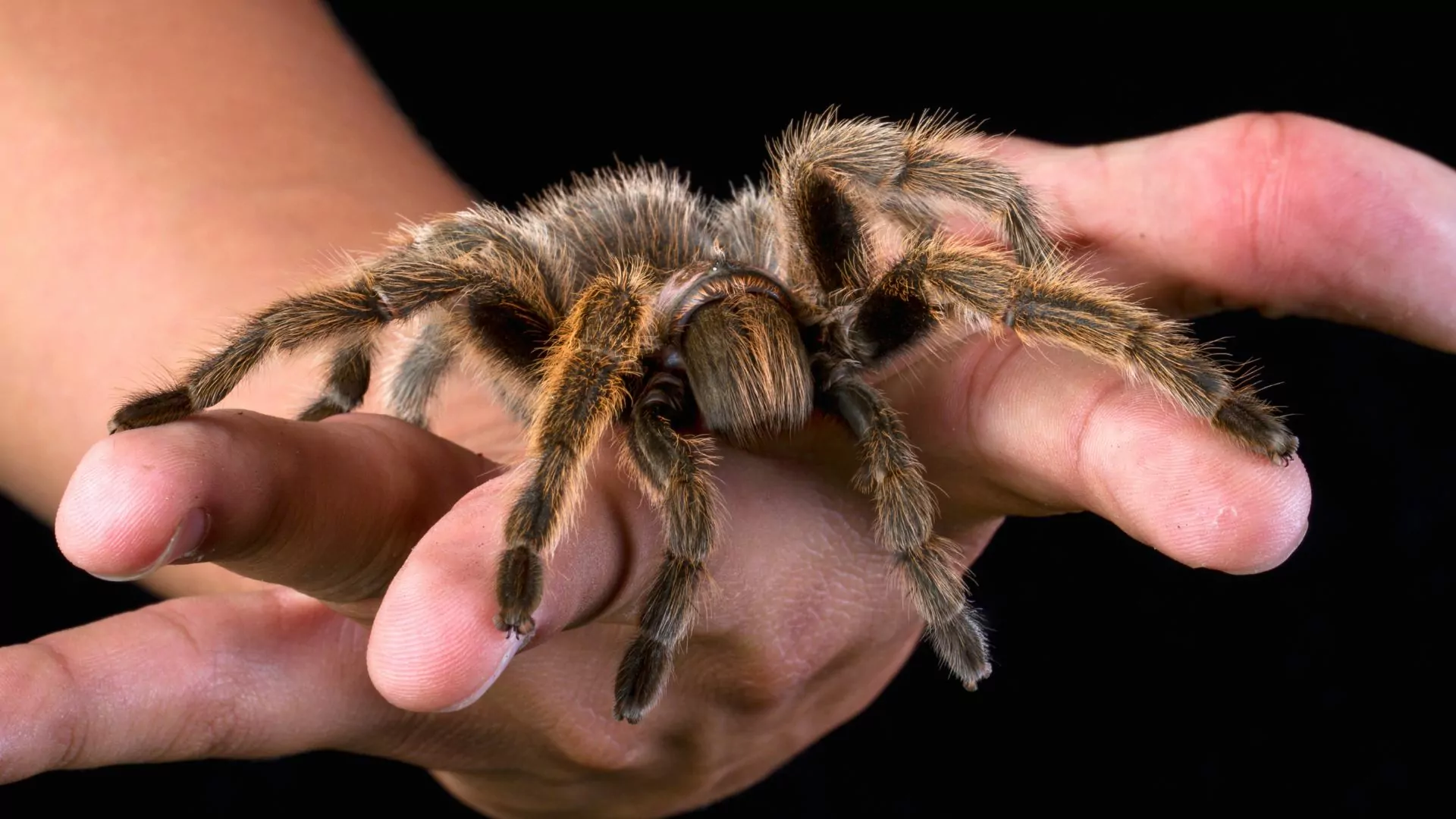 A tarantula rests on someone's outstretched hands