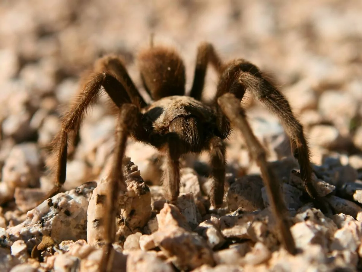 A tarantula stands on a rocky desert surface