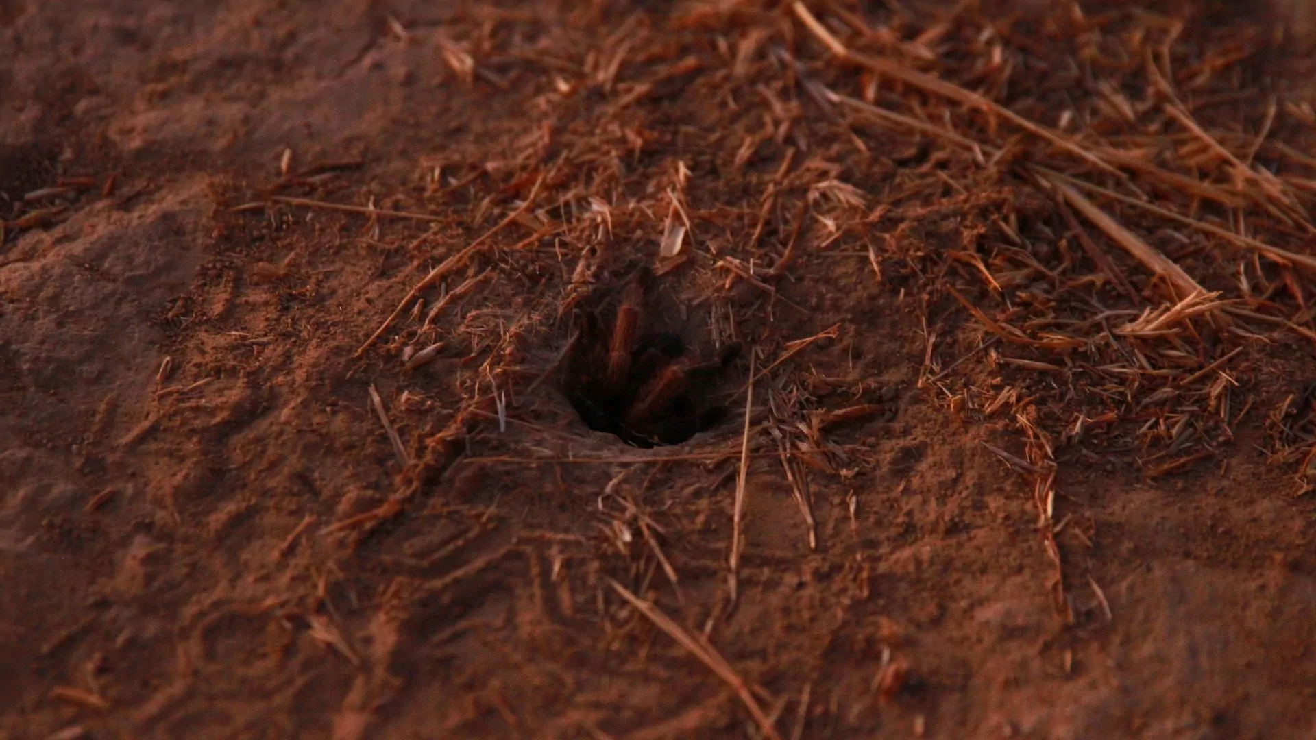 The front legs of a tarantula peek out of a hole burrowed into the ground