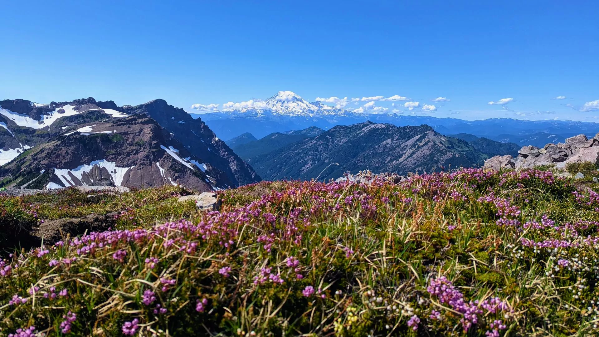 Wildflowers in the Goat Rocks wilderness in Washington